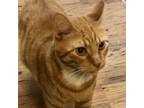 Adopt Davis a Tabby