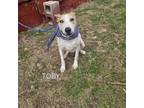Adopt Toby a Mixed Breed, Jack Russell Terrier