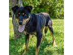 Adopt BANE (Neutered!) a Rottweiler