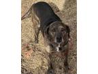 Adopt Gunner a Plott Hound, Labrador Retriever