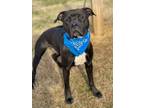 Adopt Wesley a Pit Bull Terrier