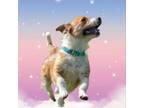 Adopt Waylon a Jack Russell Terrier, Dachshund