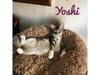 Adopt Yoshi 6780 a Domestic Short Hair