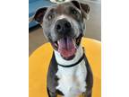 Adopt Rico a Pit Bull Terrier, Mixed Breed