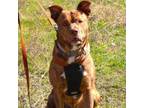 Adopt Zeus a Plott Hound, Terrier