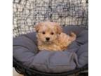 Havanese Puppy for sale in San Diego, CA, USA