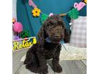 Poodle (Toy) Puppy for sale in Anderson, MO, USA