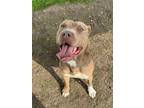 Adopt ESTEPHEN a American Staffordshire Terrier