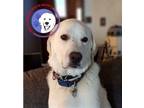 Adopt Frosty Bear a Great Pyrenees, Akbash