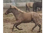 Stunning Chocolate Roan 2 Year Old Filly
