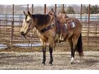 HONEY â 2012 GRADE Quarter Horse Buckskin Mare! Go to www.Billingslivest
