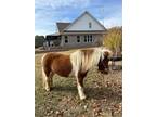 Beautiful Miniature Horse