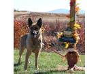 Adopt Willow a German Shepherd Dog