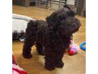 Schnauzer (Miniature) Puppy for sale in Terrell, TX, USA