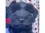 Schnauzer (Miniature) Puppy for sale in Terrell, TX, USA