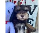 Schnauzer (Miniature) Puppy for sale in Terrell, TX, USA