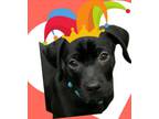 Adopt Cedar a Black Labrador Retriever, Pit Bull Terrier