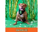 Adopt Hoagie a Pit Bull Terrier