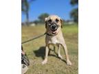 Adopt Chance a Labrador Retriever