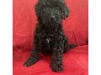 Poodle (Toy) Puppy for sale in New Castle, DE, USA