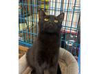 Adopt Sumatra a Domestic Short Hair