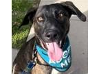 Adopt Dutch (CP) Adopt Me! a Shepherd, American Staffordshire Terrier