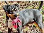 Adopt SCOUT a Rottweiler, German Pinscher