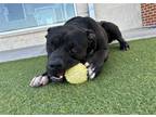 Adopt GECKO a American Staffordshire Terrier, Mixed Breed