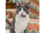 Adopt Belt a Domestic Short Hair