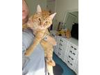 Adopt Sheldon (sweet ginger boy) VIDEO a Tabby