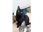 Adopt Rotelle a Domestic Short Hair
