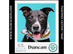 Adopt Duncan (Cocoa Krispies) 020324 a Border Collie, Labrador Retriever