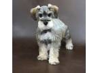 Schnauzer (Miniature) Puppy for sale in Lead Hill, AR, USA