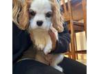 Cavalier King Charles Spaniel Puppy for sale in Centuria, WI, USA