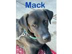 Adopt Mack a Great Dane, Shepherd