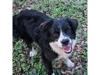 Adopt Lang a Border Collie, Australian Shepherd