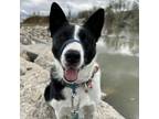 Adopt Donner a Shepherd, Border Collie