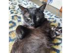 Adopt Barnaby a Domestic Short Hair, Bombay