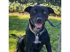 Adopt JACKSON23 a Black Labrador Retriever