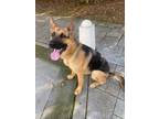 Adopt Zeus BH a German Shepherd Dog