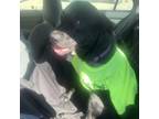 Adopt Bentley a Black Labrador Retriever