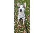 Adopt AC Matrix a Husky