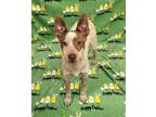 Adopt Rainy Day Pups: Murk a Australian Cattle Dog / Blue Heeler