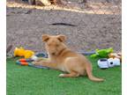 Adopt Floki a Yellow Labrador Retriever, Pit Bull Terrier