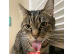 Adopt Avery Woods 8251 a Domestic Short Hair