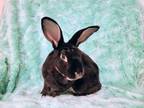 Adopt Bunnington a Rex