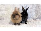 Adopt Chantenay and Nantes a Lionhead, Mini Rex