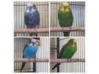 Adopt Rico, Brazil, Tobego, Peru a Parakeet (Other)