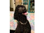 Adopt Percy a Standard Poodle