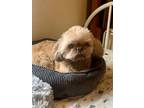 Adopt Turbo a Shih Tzu